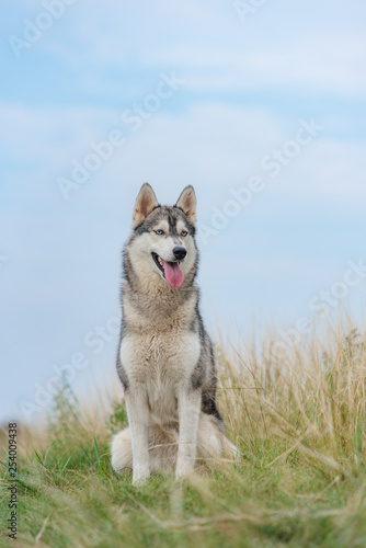 Tableau sur toile siberian husky sitting outdoor nature summer