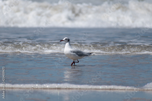 Seagull walking on a beach with waves in the background