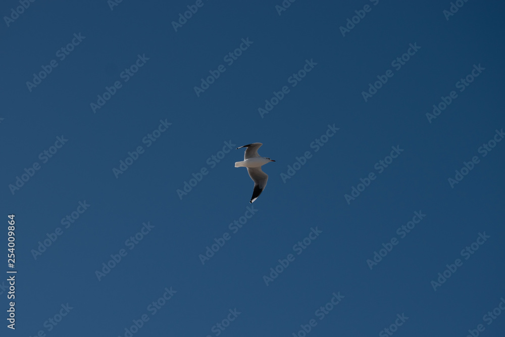 Seagull flying on a perfect blue sky Seagull flying on a perfect blue sky