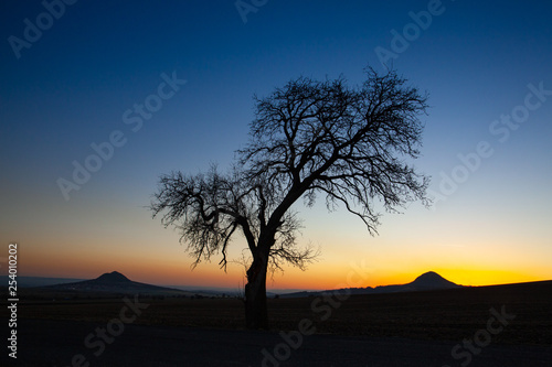 Lonely tree in Central Bohemian Uplands, Czech Republic.