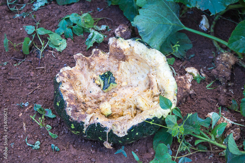 Destroyed pumpkin by wild boar