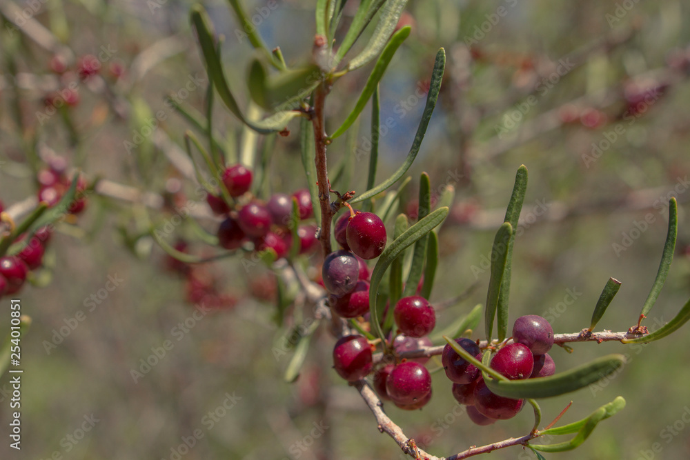 fruto rojo Pie de Palo 