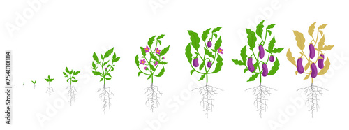 Growth stages of eggplant plant. Vector illustration. Solanum melongena. Aubergine, brinjal life cycle. Botanically infographic.