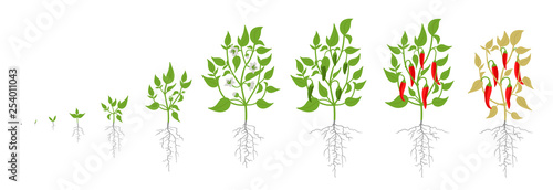 Growth stages of red chili pepper plant. Vector illustration. Capsicum annuum. Cayenne pepper life cycle. On white background.