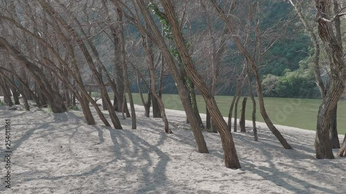 trees on the sand next to the river photo