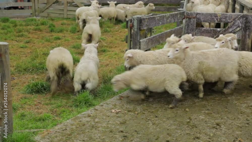 A herd of sheep being escorted by sheep dogs as they trip over each other. A herd of sheep being escorted by sheep dogs as they trip over each other.