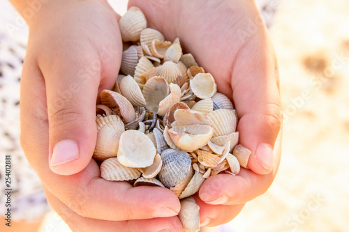 sea shells in the palms