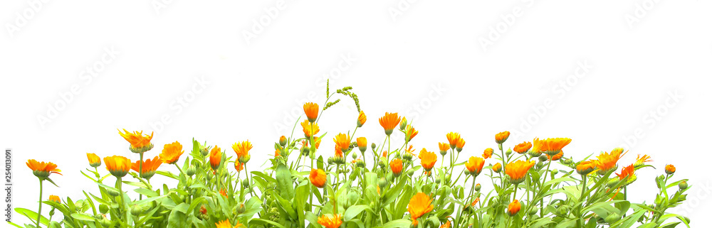 Orange Calendula officinalis growing isolated on white background. Blooming herbal plant marigold garden flowers.