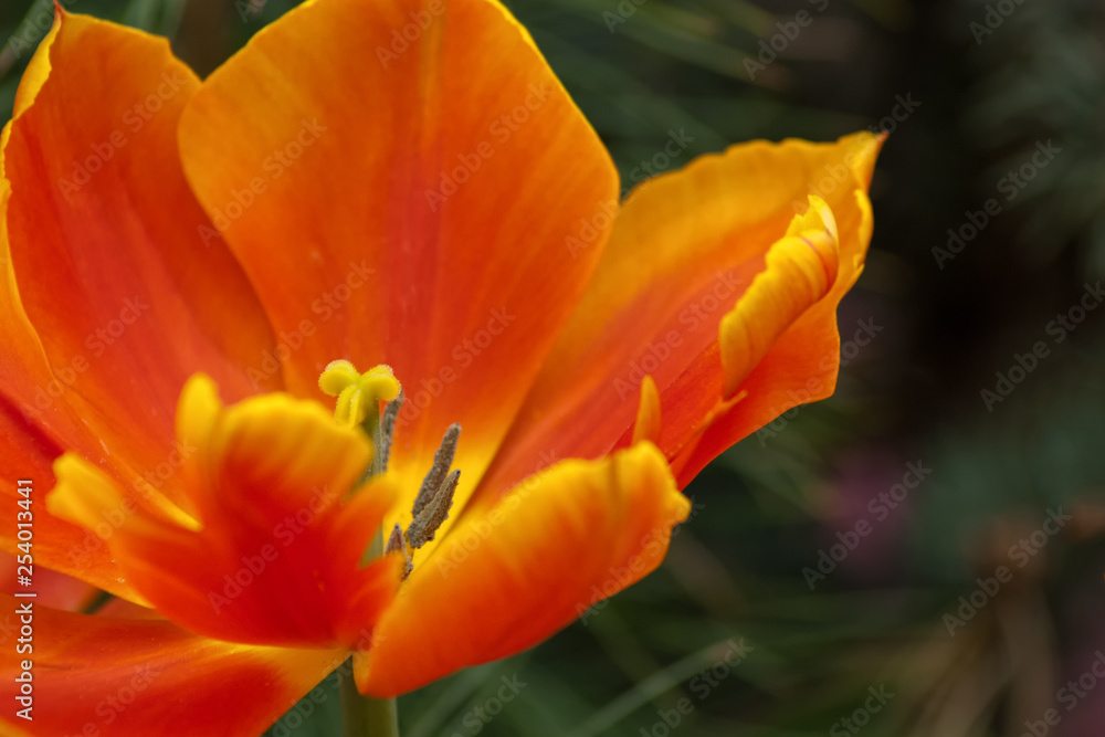 Red Orange Yellow Tulip Red Orange Yellow Tulip