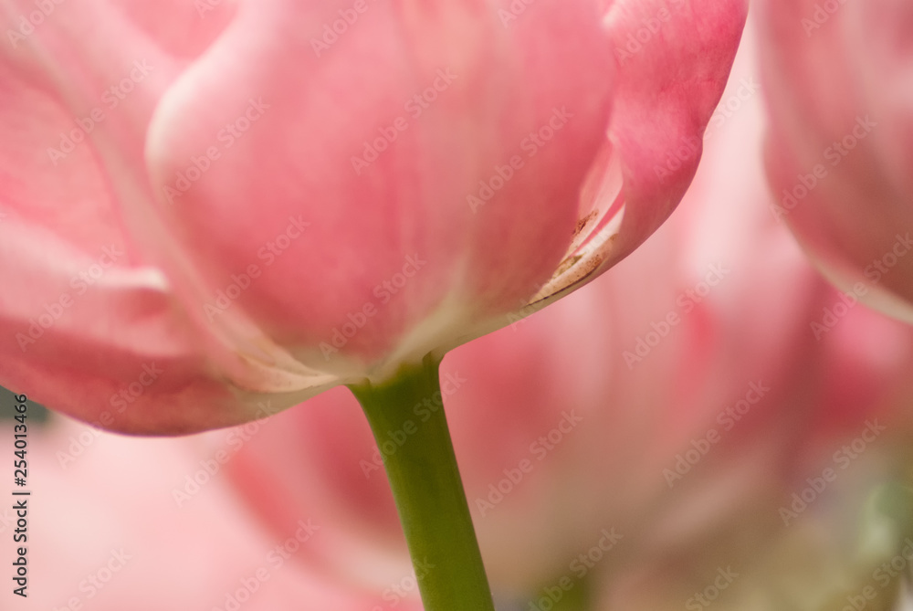 Pink flower Pink flower