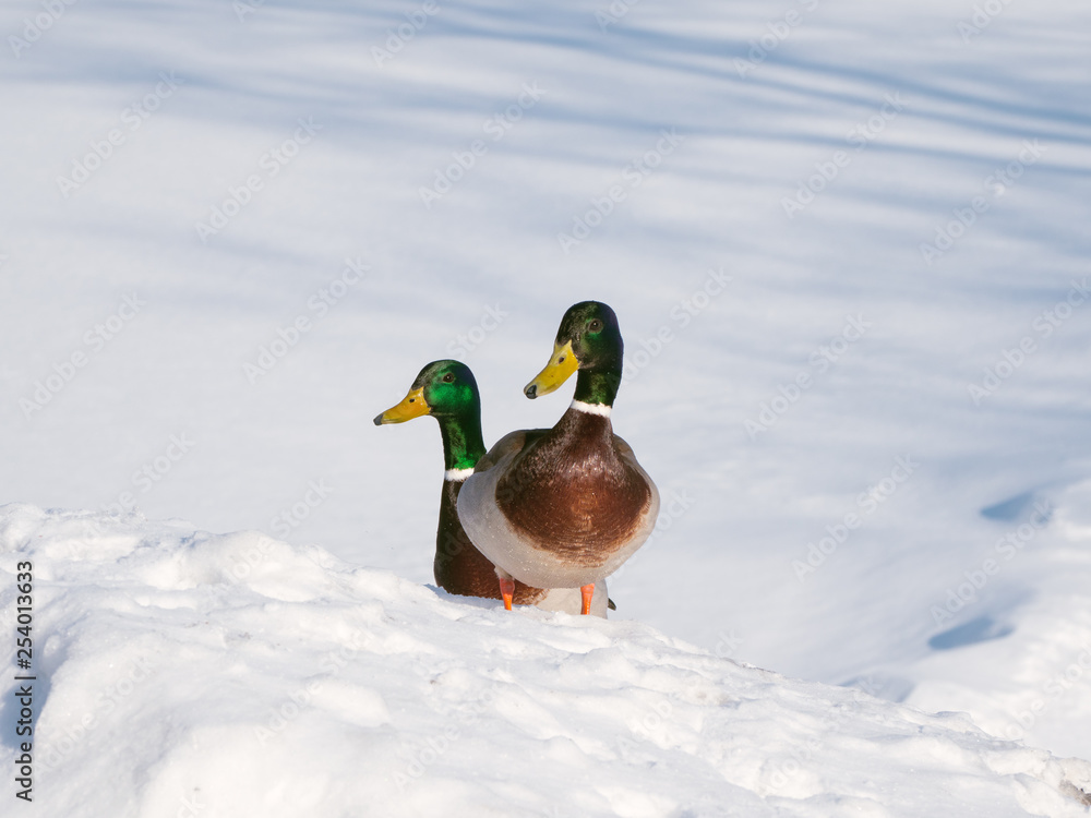 Two drakes in the snow on a sunny day. Two drakes in the snow on a sunny day.