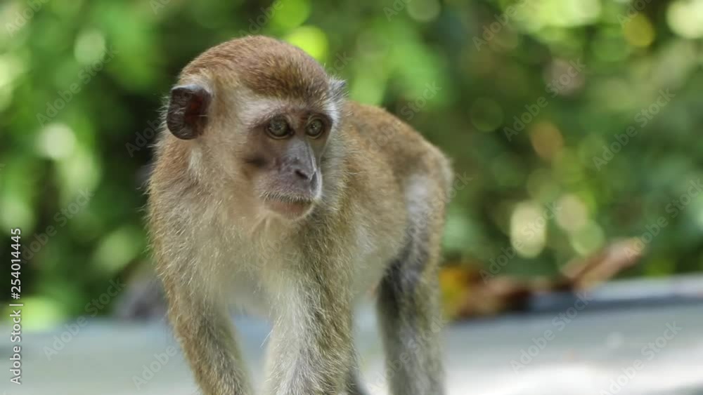 Two Balinese Long Tailed monkeys sitting on the roof in Munduk, Bali. Camera does a beautiful focus rack to reveal the second primate Two Balinese Long Tailed monkeys sitting on the roof in Munduk, Bali. Camera does a beautiful focus rack to reveal the second primate