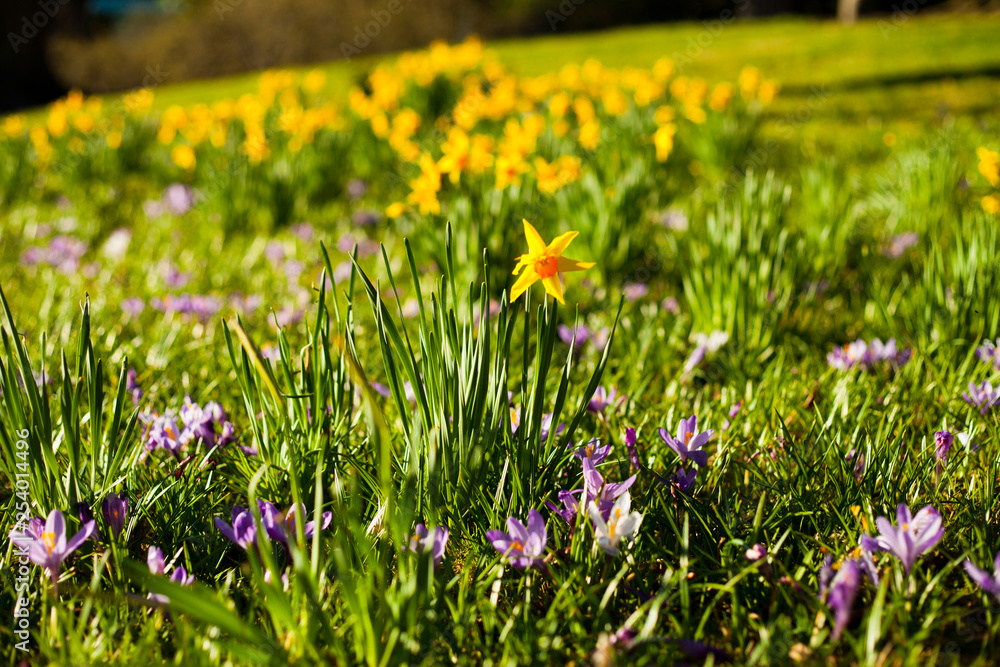 Obraz premium Spring meadow with flowers - blue, violet crocus and yellow daffodil.