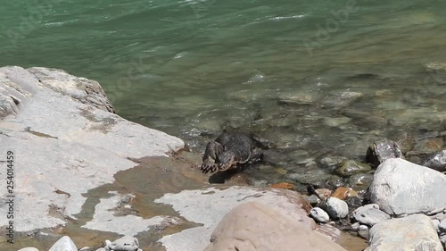 Frontal shot of Asian Water Monitor existing the waters edge at the Bohorok river in Bukit Lawang, North Sumatra photo