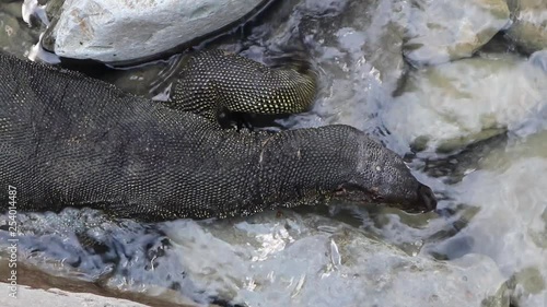 Overhead shot of a Asian Water Monitor slithering over the rocks at the Bohorok river in Bukit Lawang, North Sumatra photo