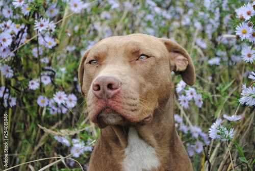 Beautiful brown dog in a flower field