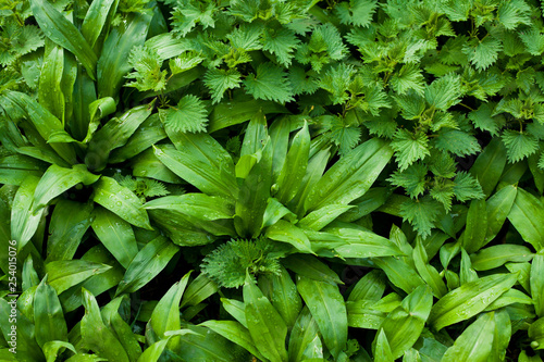 Wild garlic and wild leek foraging in Scotland -  green spring forest meadows.
