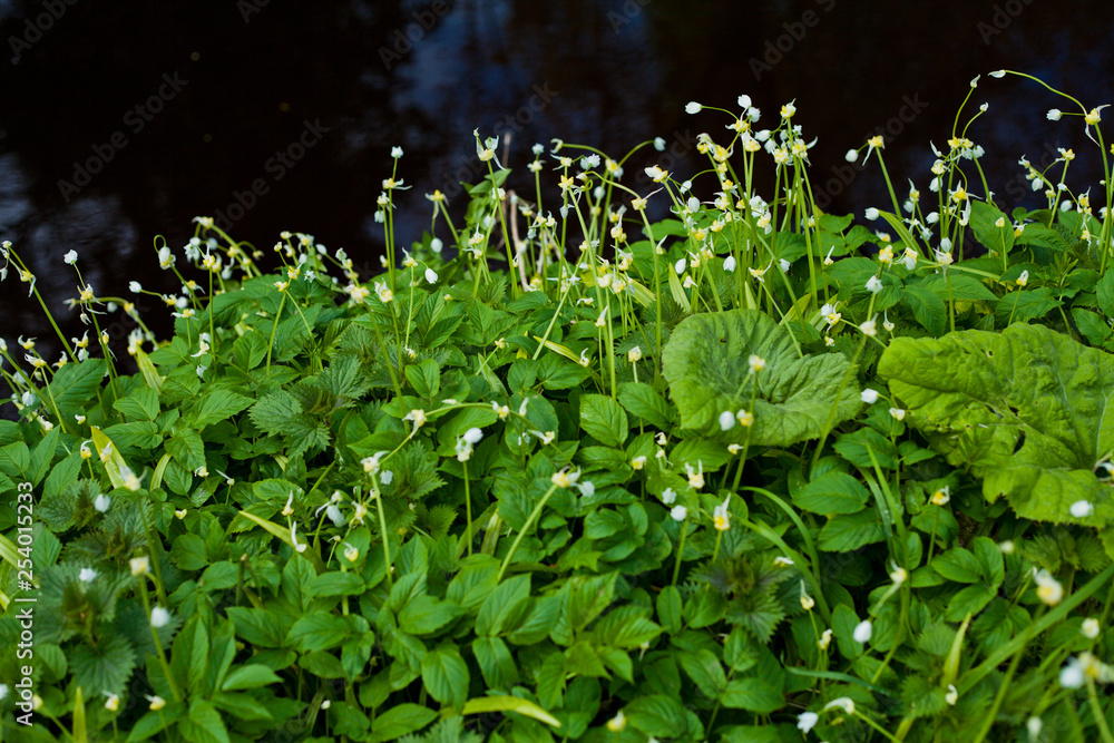 Allium tricoccum and allium paradoxum edible plants, known as ramp, ramps, spring onion