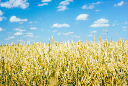 Harvest on wheat fields  barley fields  under warm sunlight and blue sky.