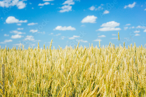 Harvest on wheat fields  barley fields  under warm sunlight and blue sky.