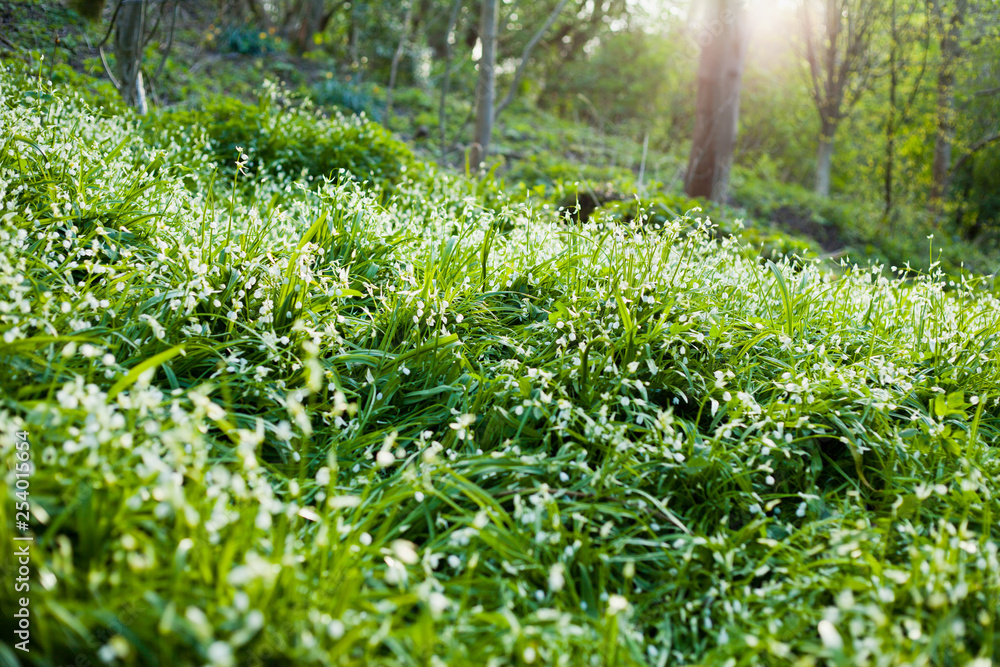 Obraz premium Wild garlic and wild leek foraging in Scotland - green spring forest meadows.