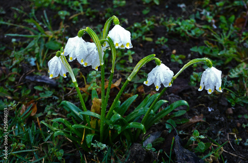 Maerzenbecher, Leucojum vernum; spring snowflake, photo