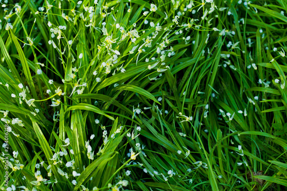Wild garlic and wild leek foraging in Scotland - green spring forest meadows. Wild garlic and wild leek foraging in Scotland - green spring forest meadows.
