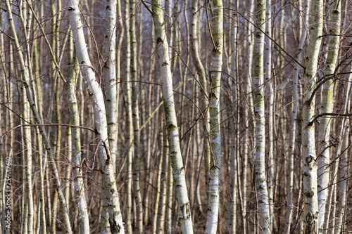 Birch trees forest nature background