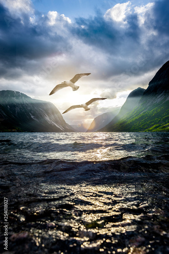 Möven am Fjord