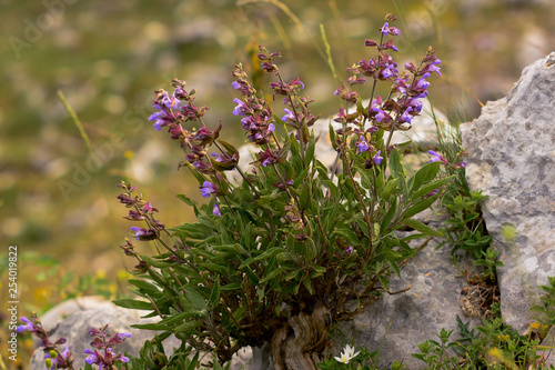 pianta di Salvia (Salvia officinalis) in fioritura tra le rocce photo