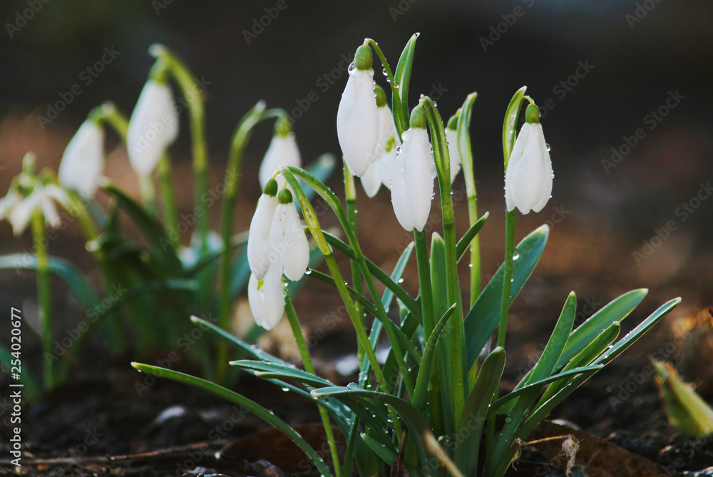 White snowdrops with water drops after rain.