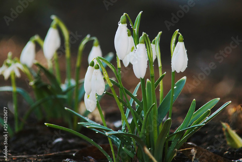 Obraz na płótnie White snowdrops with water drops after rain. w salonie