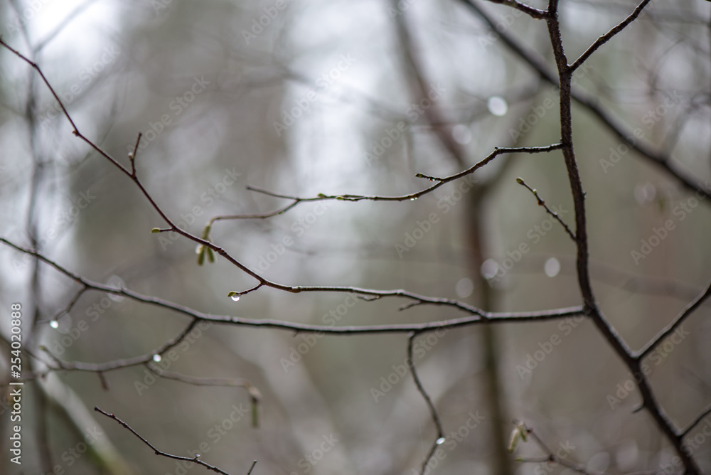 tree branches in bushes in winter cold weather tree branches in bushes in winter cold weather