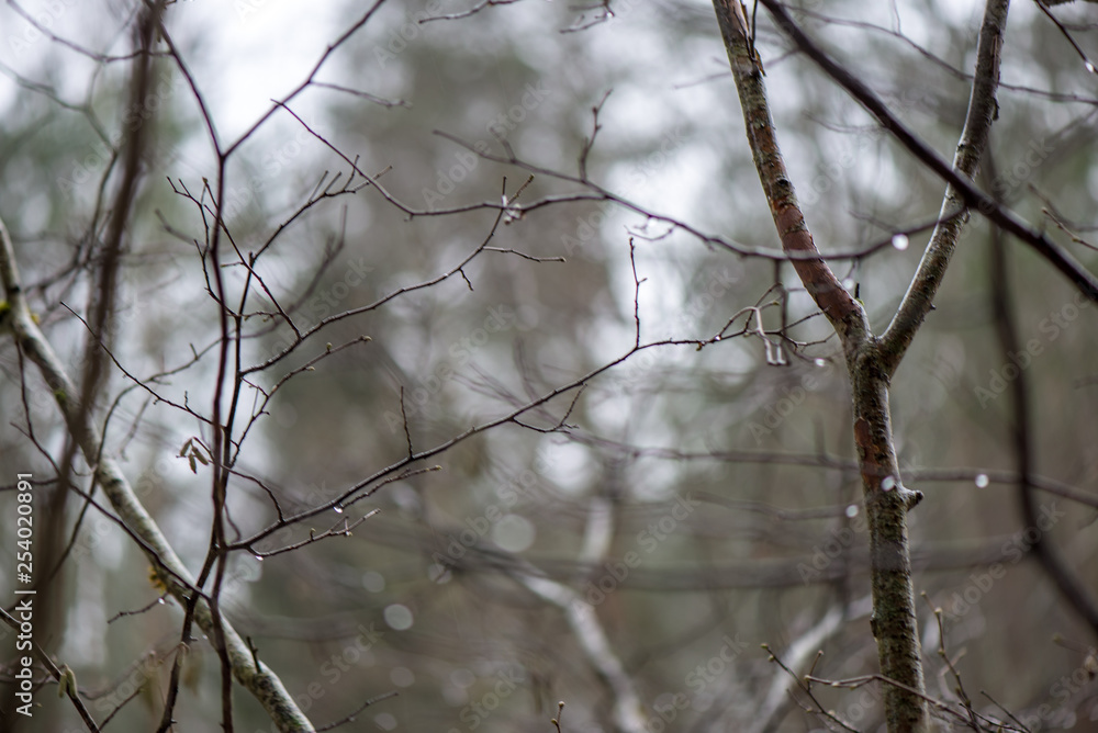 tree branches in bushes in winter cold weather tree branches in bushes in winter cold weather