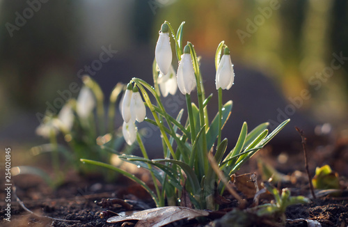 White snowdrops with water drops after rain.