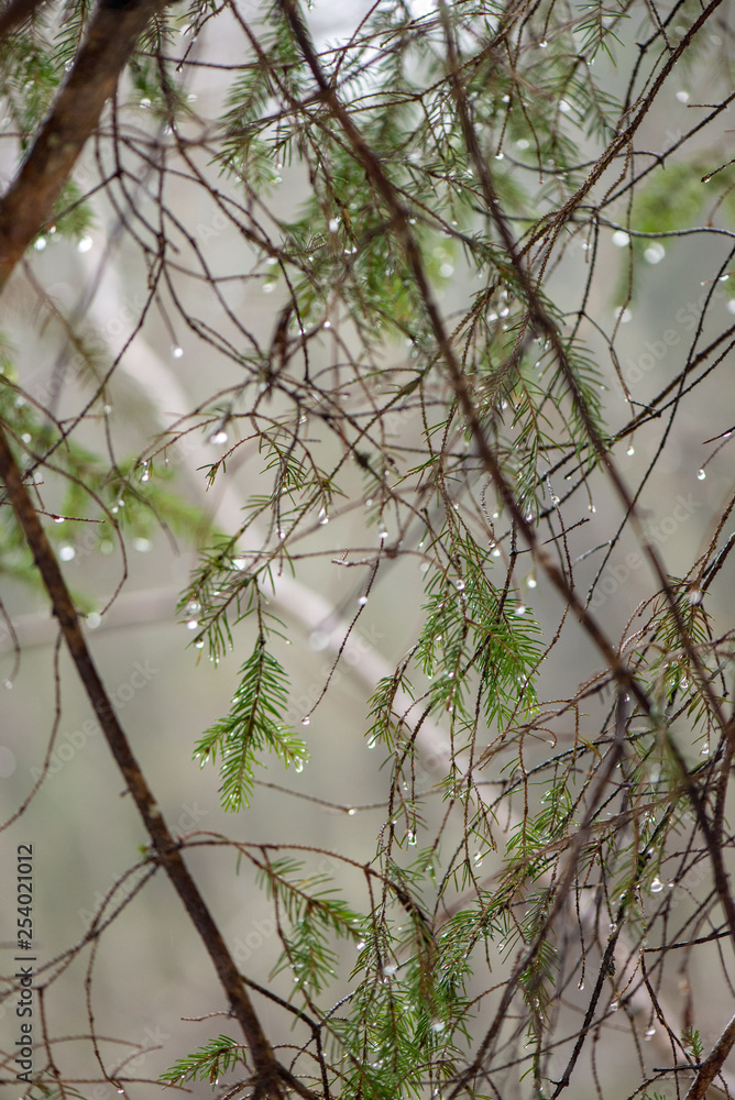 tree branches in bushes in winter cold weather tree branches in bushes in winter cold weather