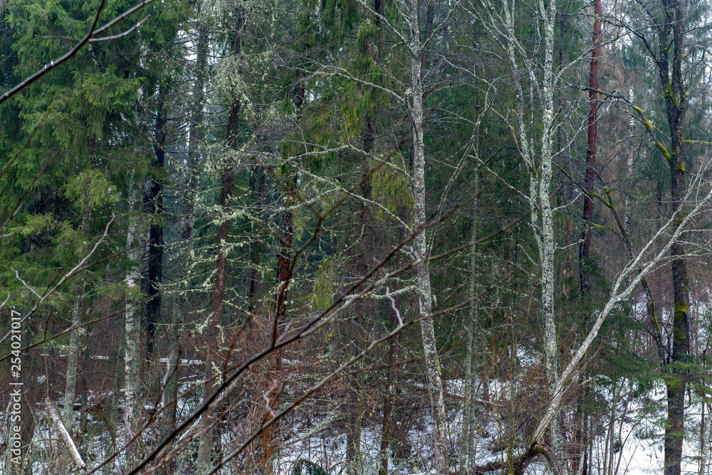Fototapeta premium tree branches in bushes in winter cold weather