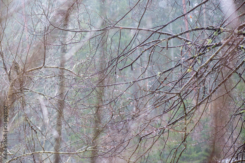 tree branches in bushes in winter cold weather tree branches in bushes in winter cold weather