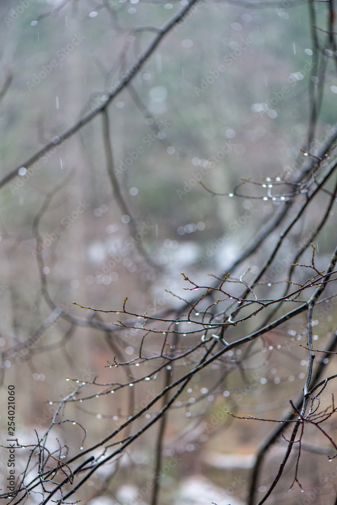 tree branches in bushes in winter cold weather tree branches in bushes in winter cold weather