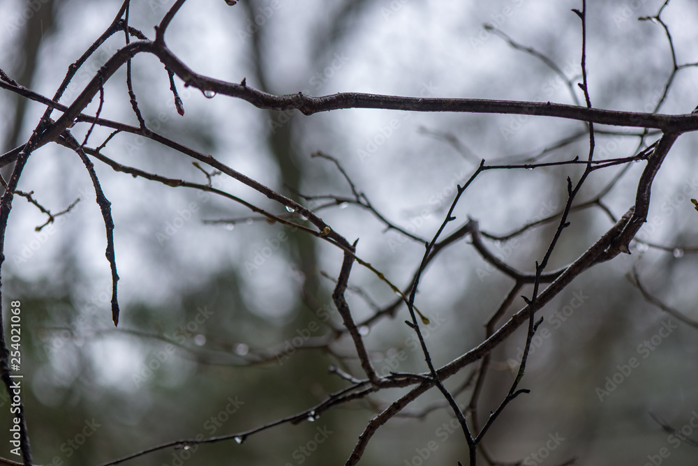 tree branches in bushes in winter cold weather