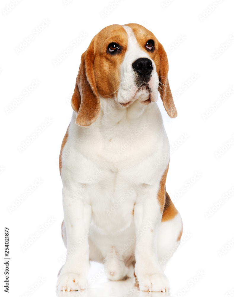 Beagle Dog  Isolated  on white Background in studio