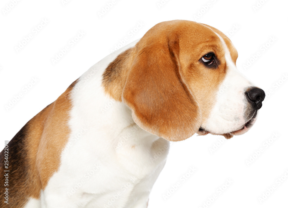 Beagle Dog Isolated on white Background in studio Beagle Dog Isolated on white Background in studio