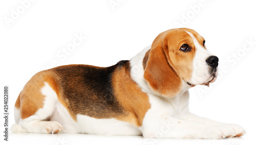 Beagle Dog  Isolated  on white Background in studio © TrapezaStudio