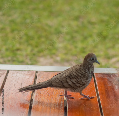 grey bird on table 