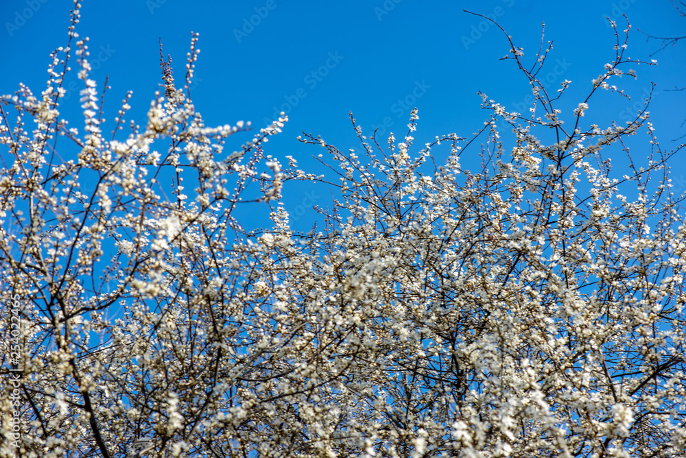 blooming cherry tree in spring with blue sky and white blossoms blooming cherry tree in spring with blue sky and white blossoms