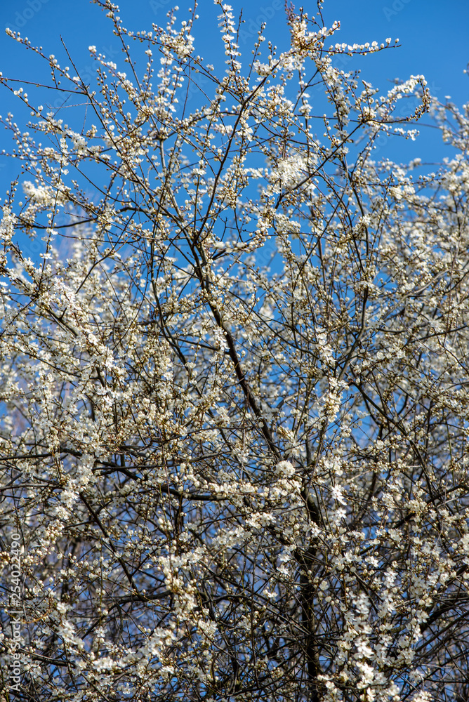blooming cherry tree in spring with blue sky and white blossoms blooming cherry tree in spring with blue sky and white blossoms