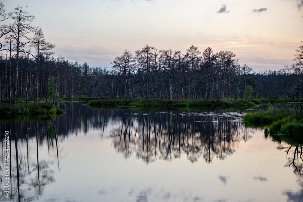 sunset over trees in forest