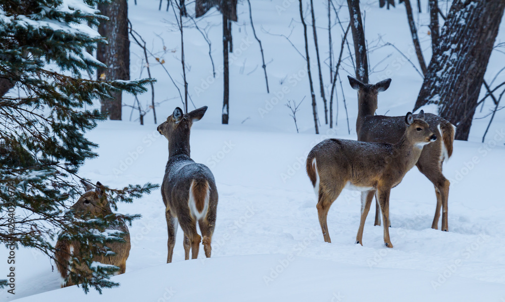 Group of white-tailed deer with fresh snow on their backs. Group of white-tailed deer with fresh snow on their backs.