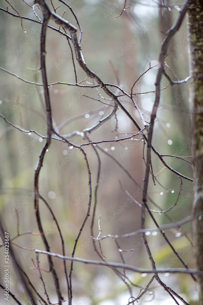 tree branches in bushes in winter cold weather tree branches in bushes in winter cold weather