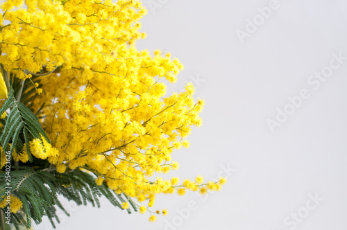 Fluffy Mimosa. Yellow flowers as a gift. It's spring.